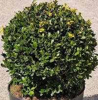 Ostrokrzew bukszpanowy karbowanolistny